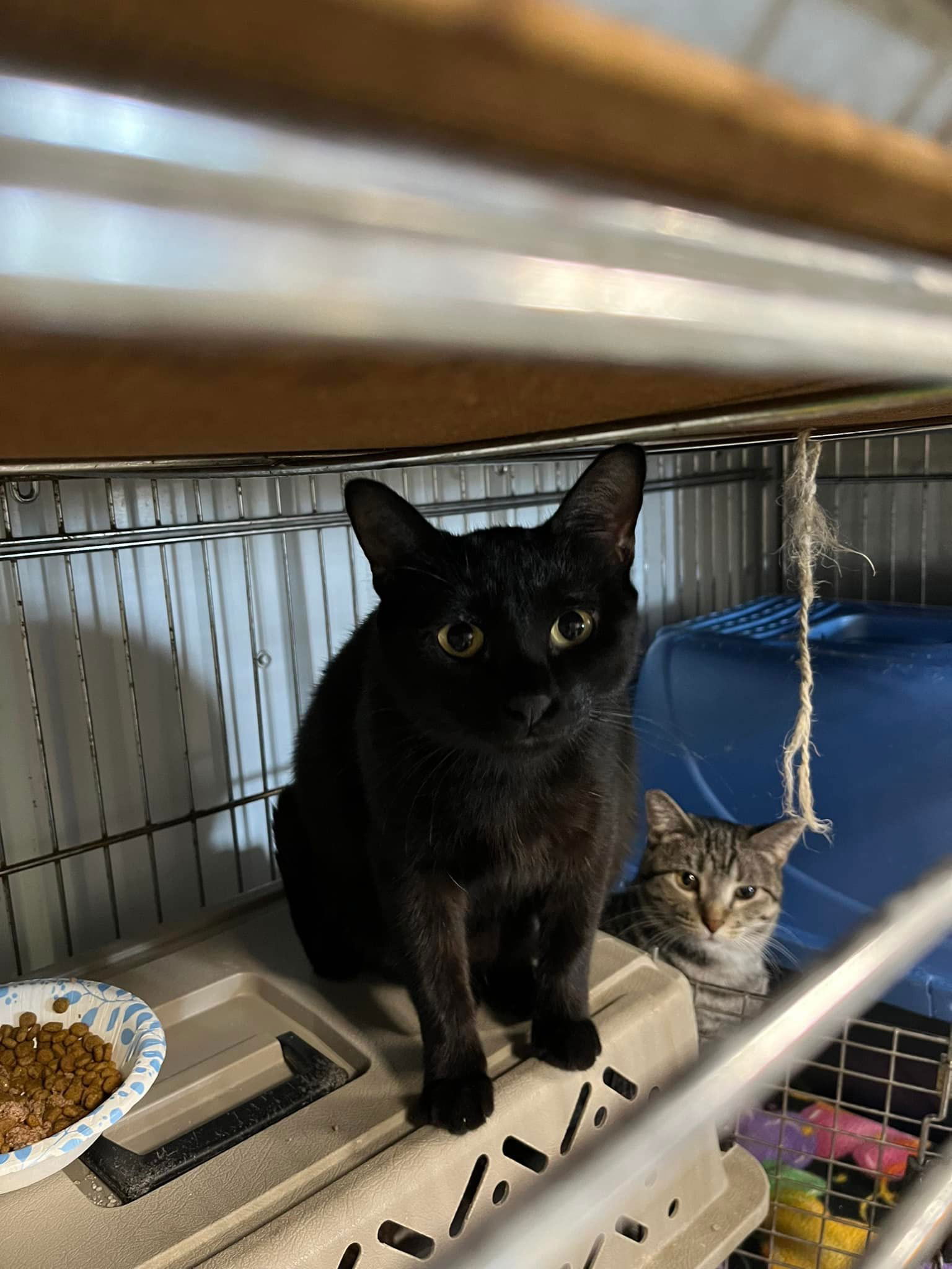 adoptable Cat in Detroit Lakes, MN named RILEY & Viola ❤️(Bonded Shop/Barn Pair)