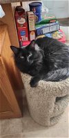 adoptable Cat in detroit lakes, MN named Ferris