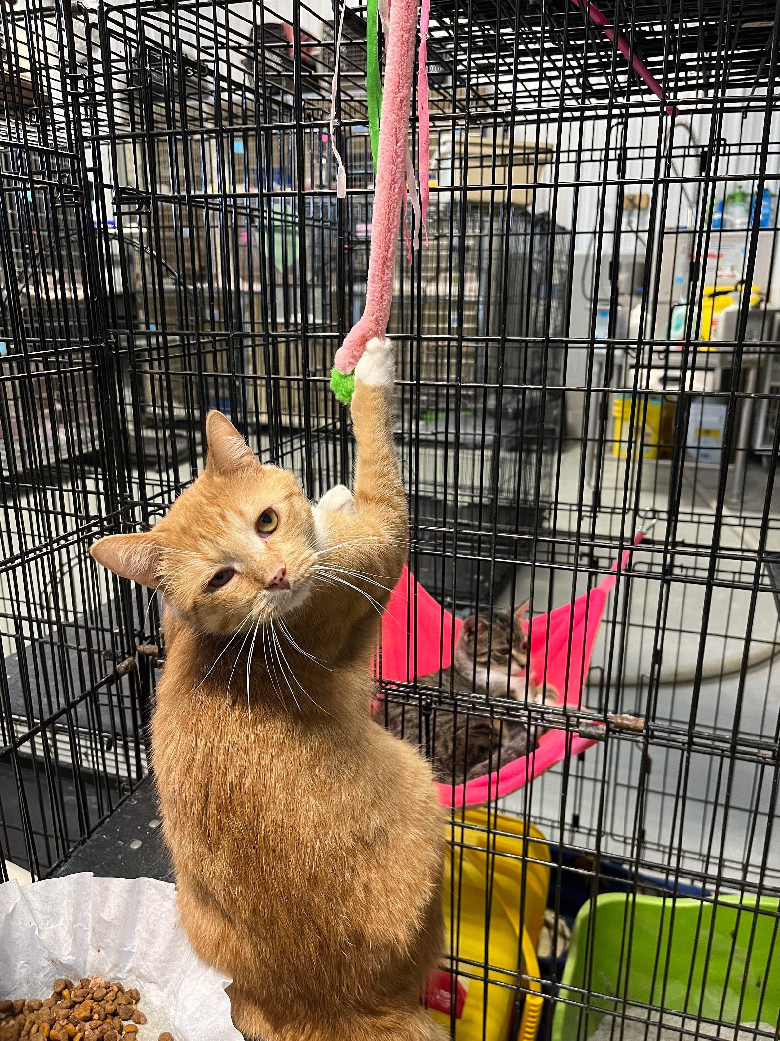 adoptable Cat in Detroit Lakes, MN named Flannery