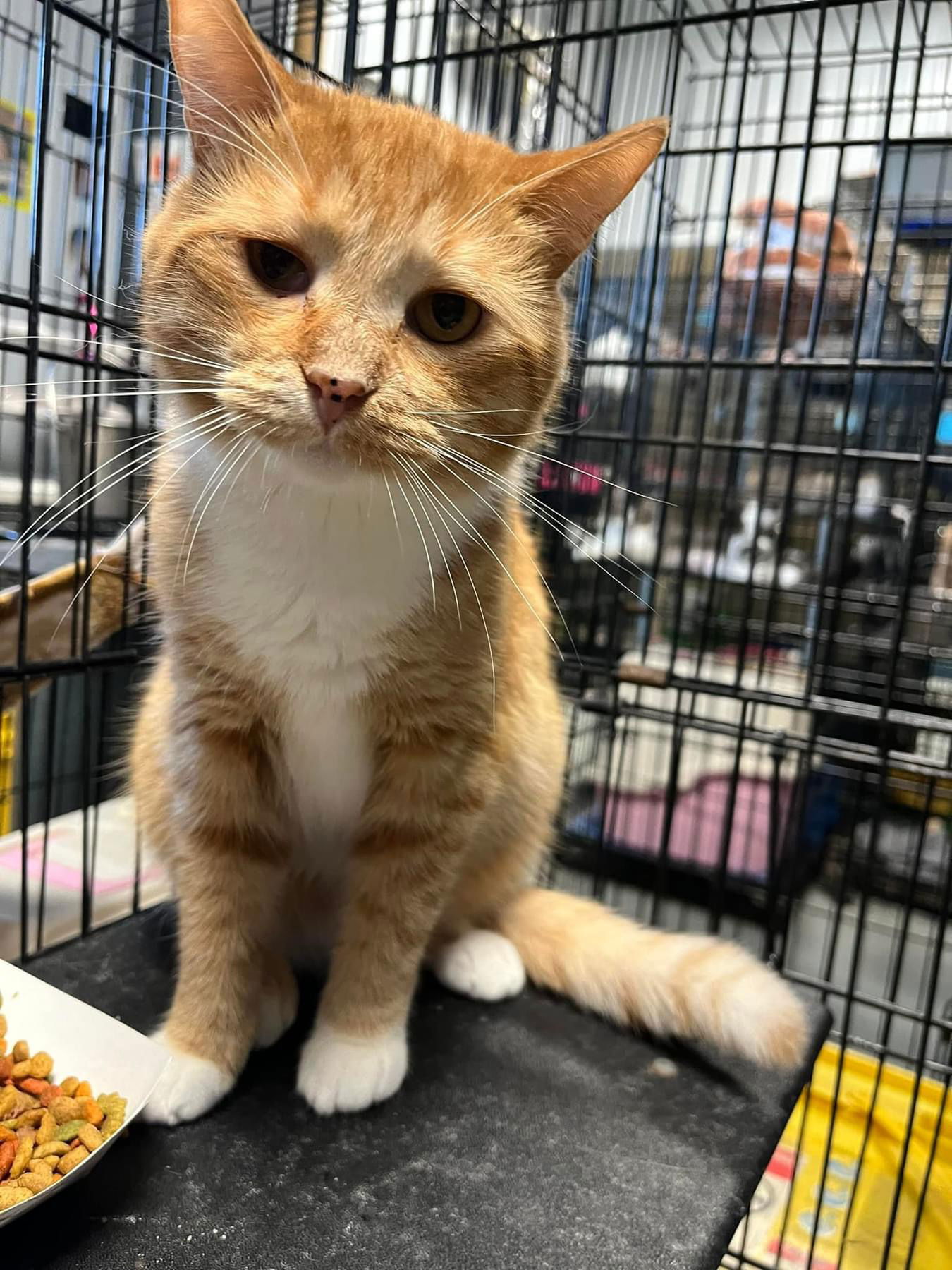 adoptable Cat in Detroit Lakes, MN named Flannery