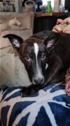 adoptable Dog in detroit lakes, MN named Harley