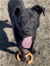 adoptable Dog in , MN named Barry