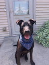 adoptable Dog in Detroit Lakes, MN named Barry