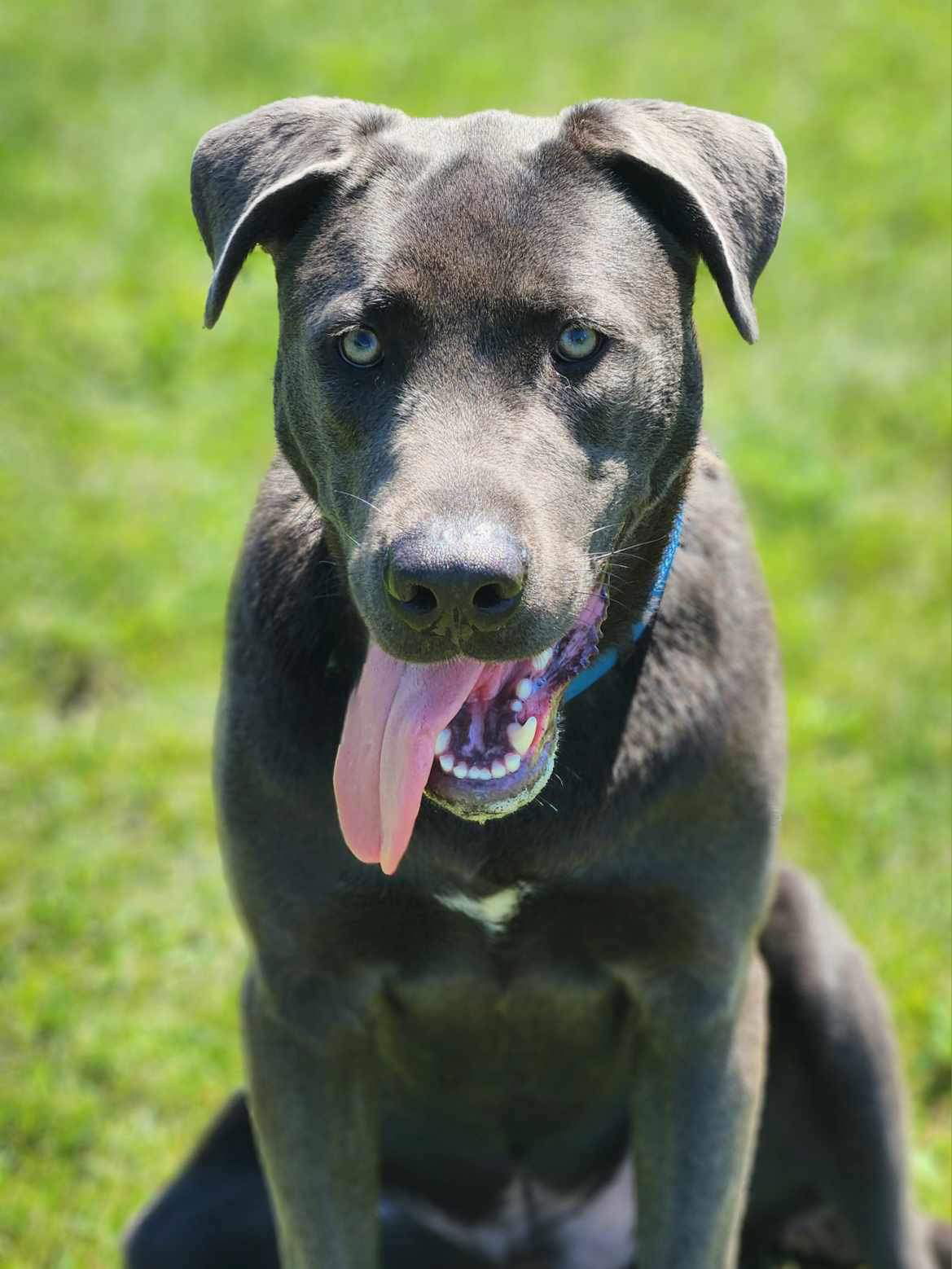 adoptable Dog in Detroit Lakes, MN named Aaron