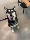 adoptable Dog in detroit lakes, MN named Luna