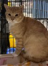 adoptable Cat in detroit lakes, MN named Jones
