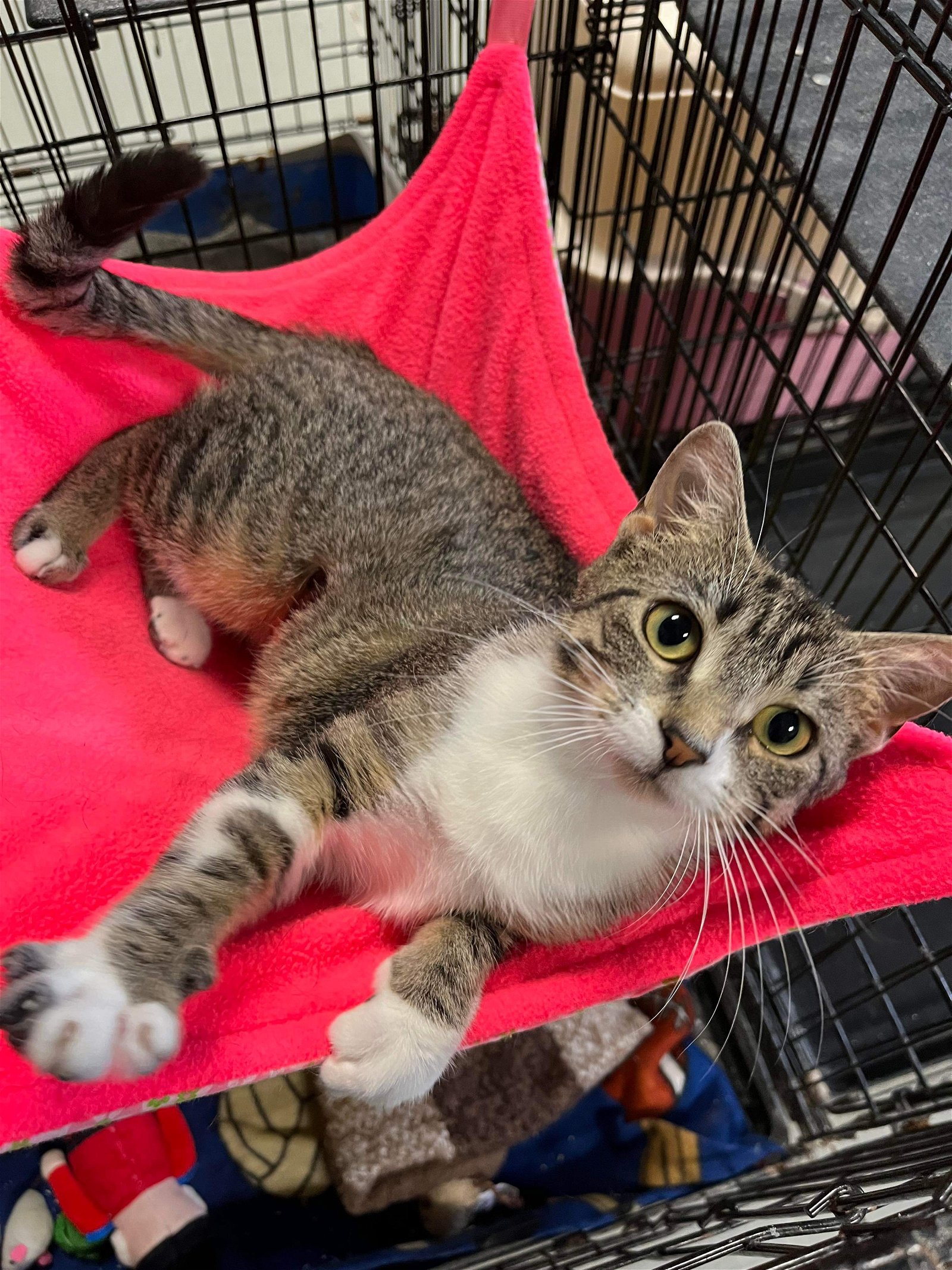 adoptable Cat in Detroit Lakes, MN named Lucy