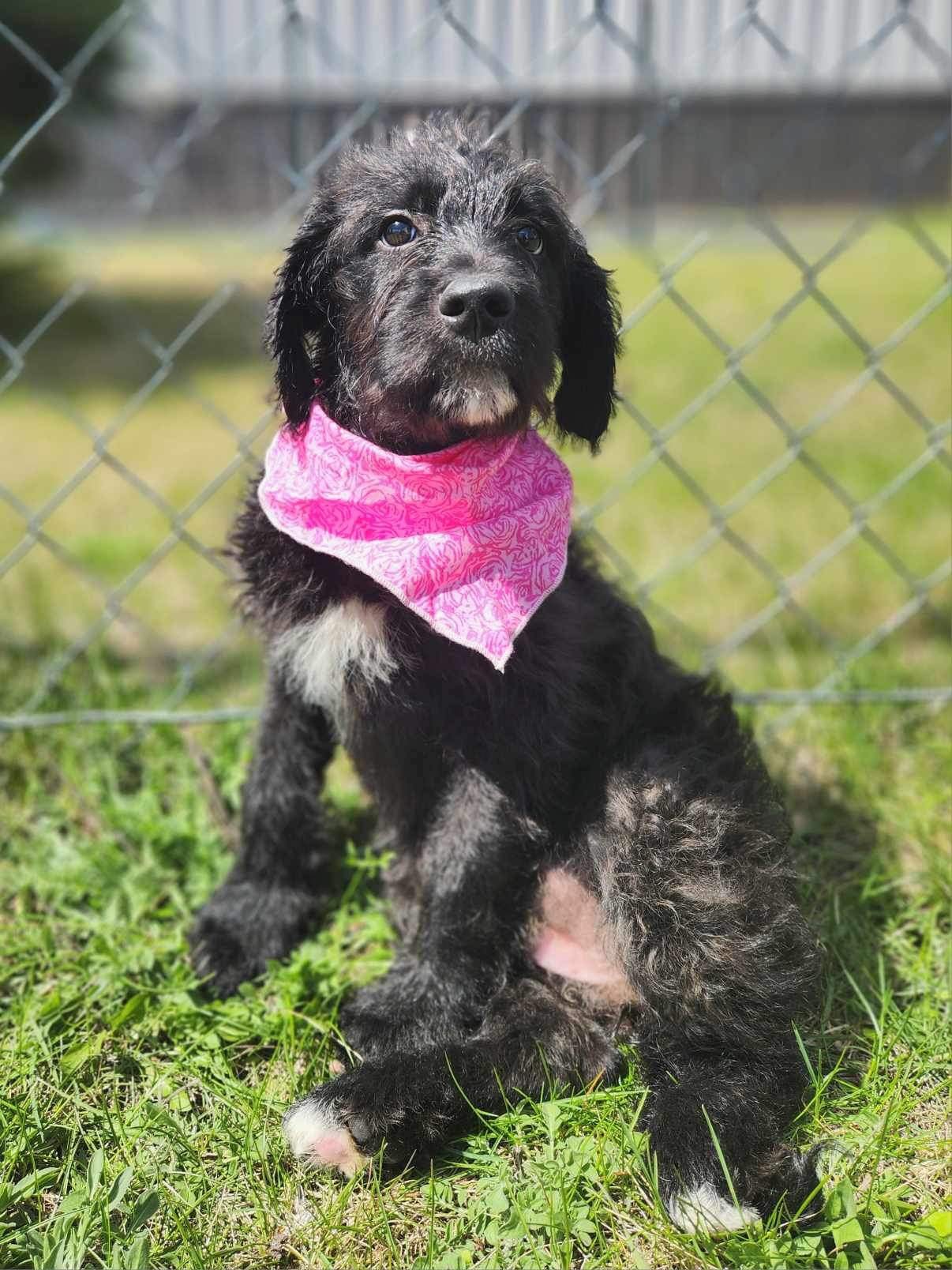 adoptable Dog in Detroit Lakes, MN named Mason