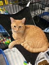 adoptable Cat in Detroit Lakes, MN named Brock