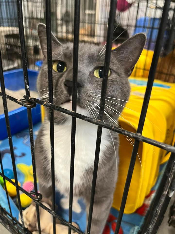 adoptable Cat in Detroit Lakes, MN named Dove