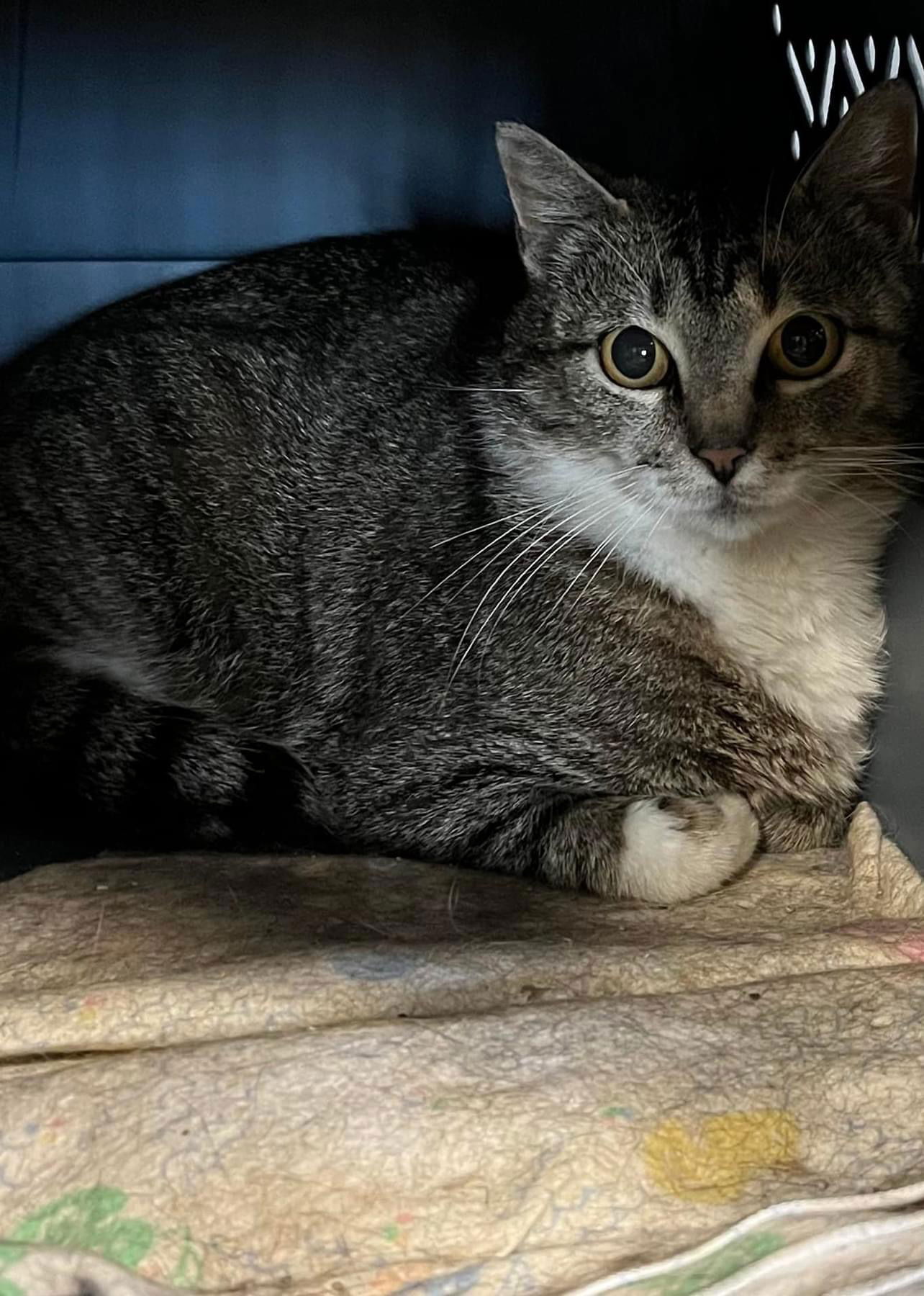 adoptable Cat in Detroit Lakes, MN named Shelby❤️Barn or Shop Kitty