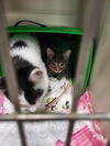 adoptable Cat in Detroit Lakes, MN named Trolli Crew-FRIDA