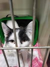 adoptable Cat in , MN named Trolli Crew-RONNY