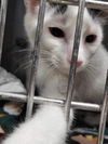 adoptable Cat in , MN named Trolli Crew-ALEX