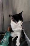 adoptable Cat in , MN named Trolli Crew-LEIF