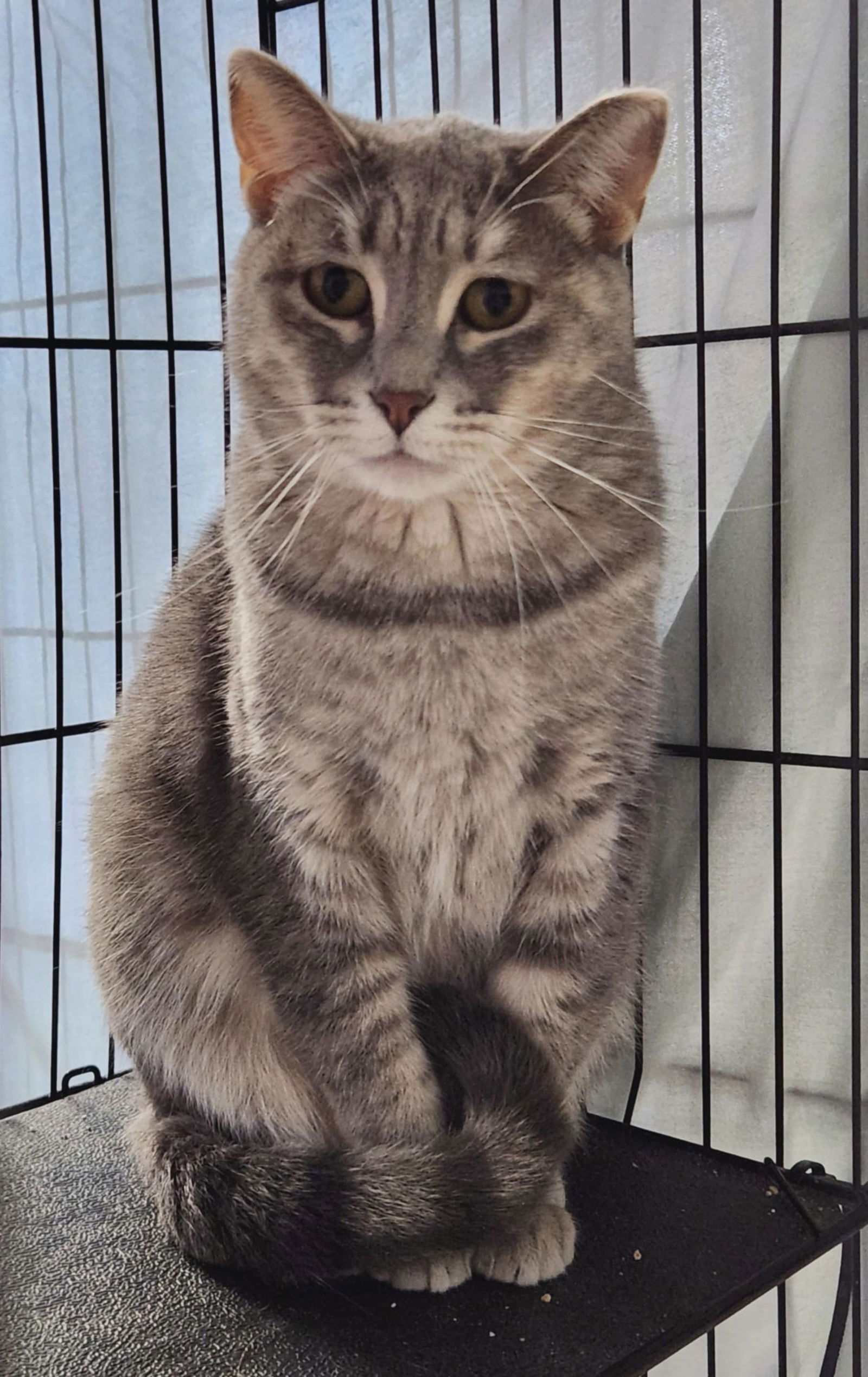 adoptable Cat in Detroit Lakes, MN named Harmony
