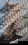 adoptable Cat in detroit lakes, MN named Harmony