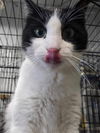 adoptable Cat in , MN named Loomis