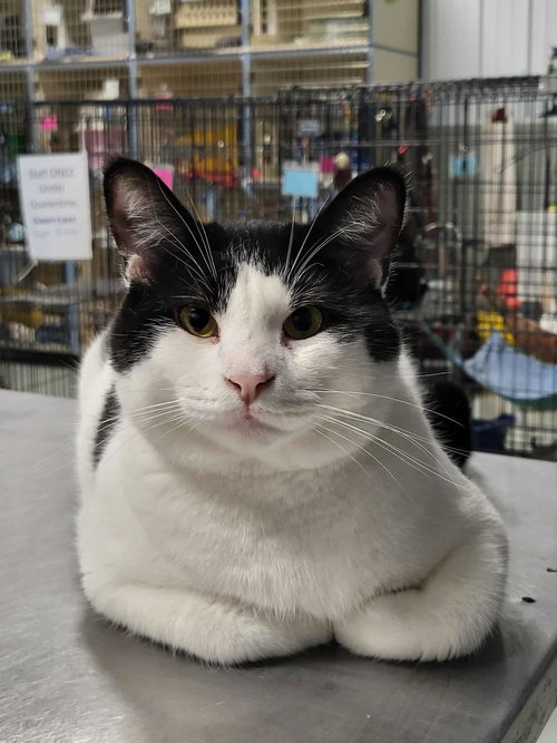 picture of the cat needing adoption