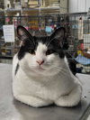 Checkers (Bonded w/Bartholomew)