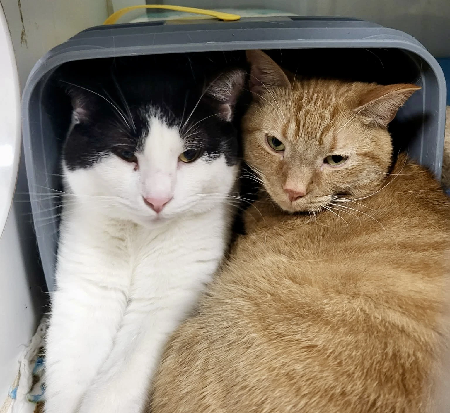 Checkers Bonded Wbartholomew