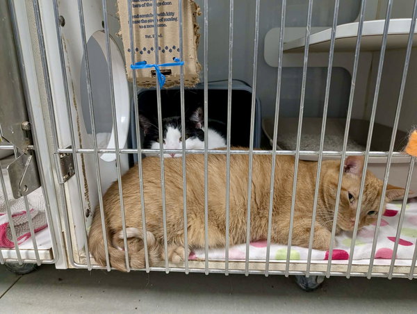 Checkers (Bonded w/Bartholomew)
