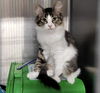 adoptable Cat in , MN named Ariel & AVRIL (Bonded Pair)