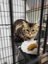 adoptable Cat in Detroit Lakes, MN named Marina