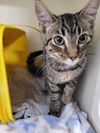 adoptable Cat in Detroit Lakes, MN named Marina Crew-MARCEL