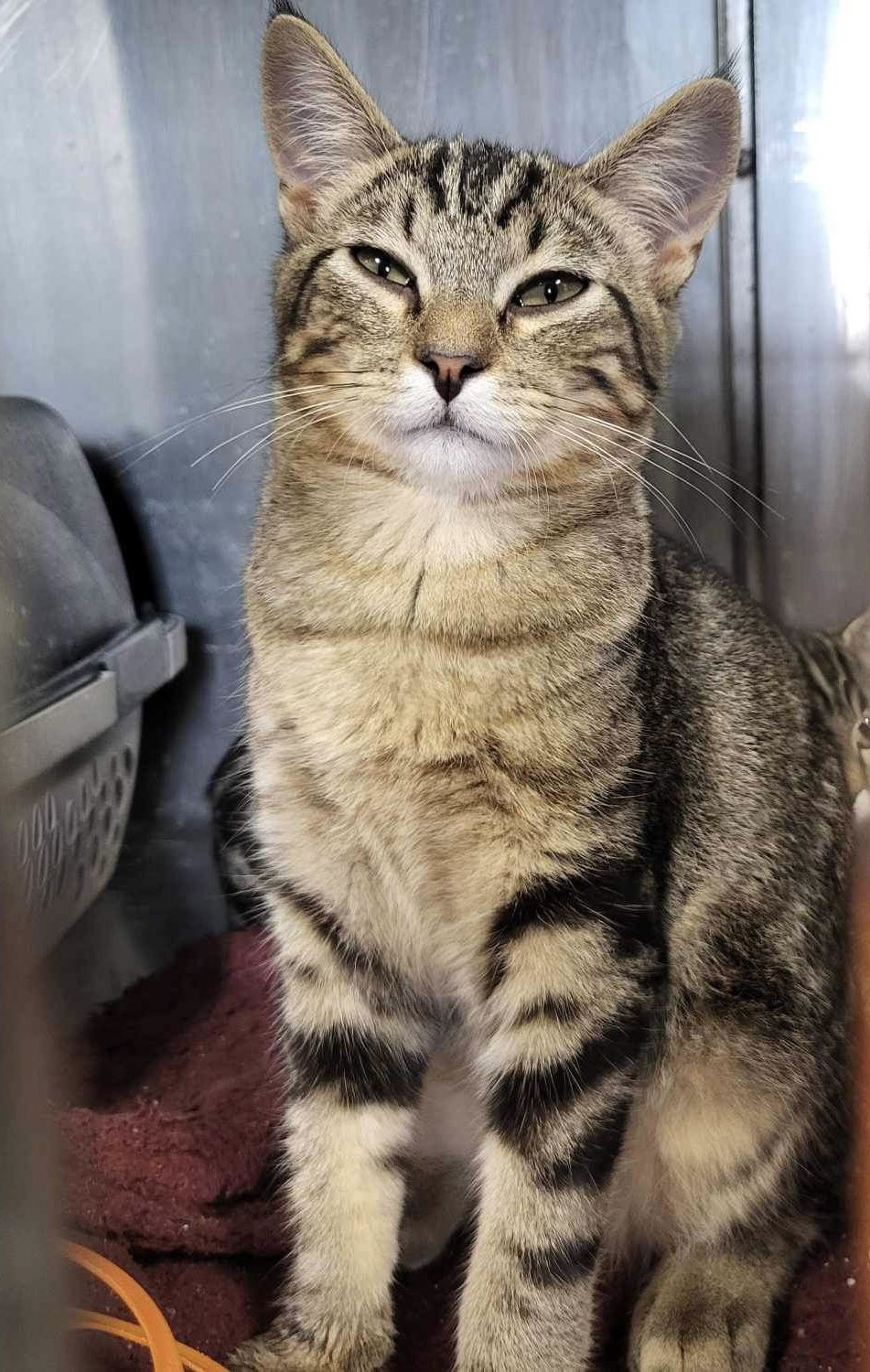 adoptable Cat in Detroit Lakes, MN named Marina Crew-ANSE