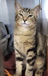 adoptable Cat in , MN named Marina Crew-ANSE