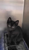 adoptable Cat in Detroit Lakes, MN named DELILAH & Dexter (Bonded Pair)