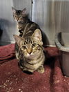 adoptable Cat in Detroit Lakes, MN named Marina Crew-ALIVIA