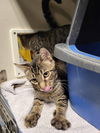 adoptable Cat in Detroit Lakes, MN named Marina Crew-MACIERA