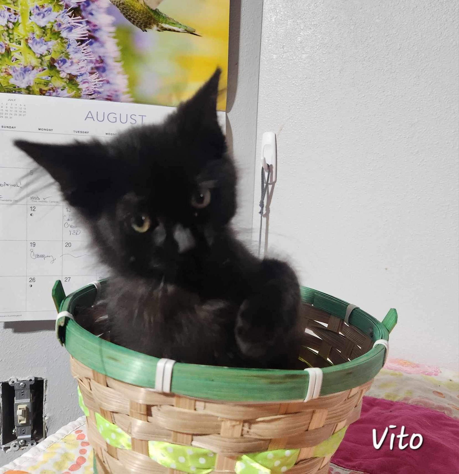 adoptable Cat in Detroit Lakes, MN named Vita