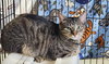 Pierce & Meryl (Bonded pair)