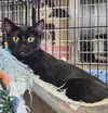 Pierce & Meryl (Bonded pair)