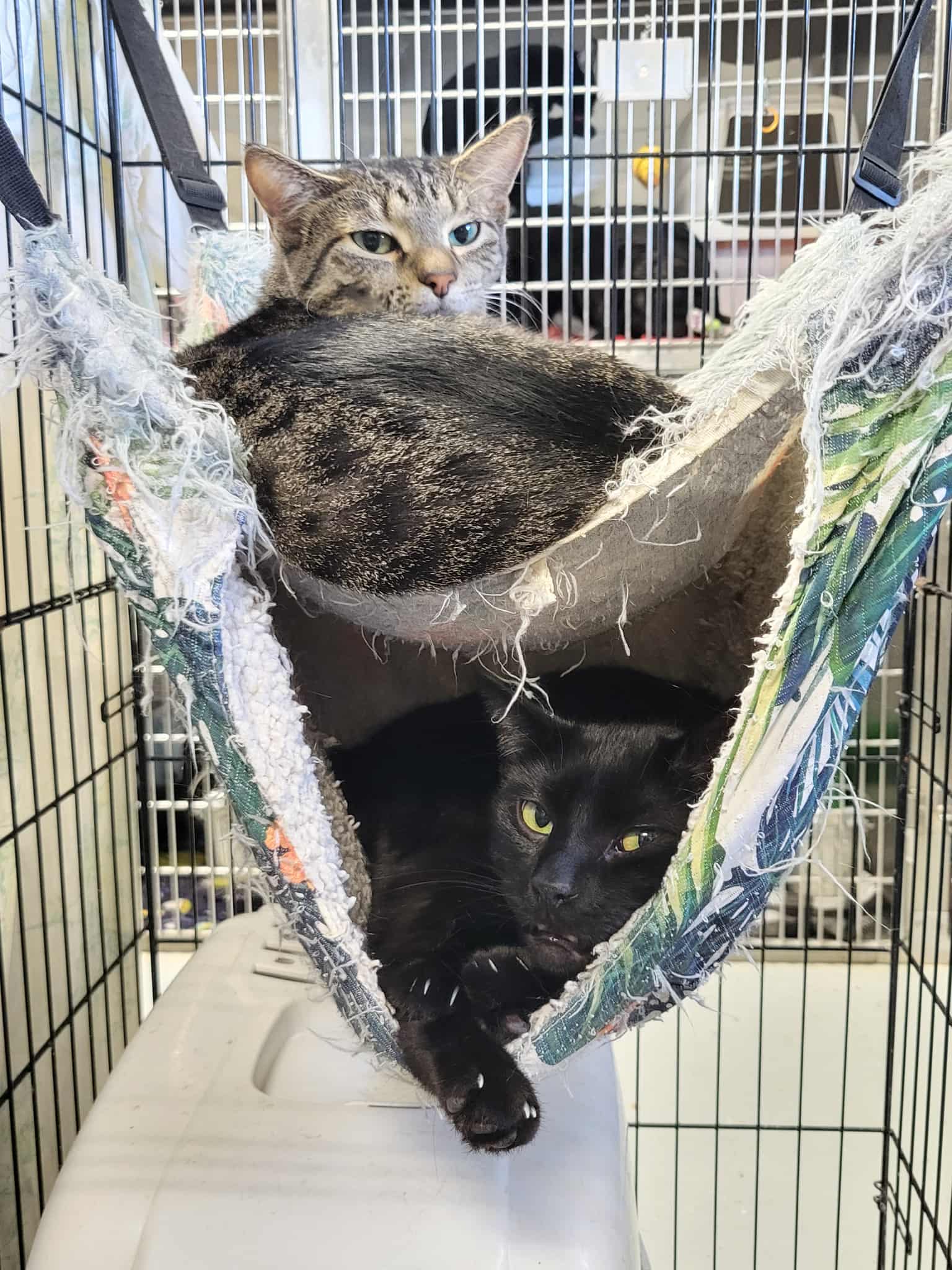Pierce & Meryl (Bonded pair)