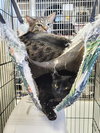 Pierce (Bonded w/Meryl) - Photo 2