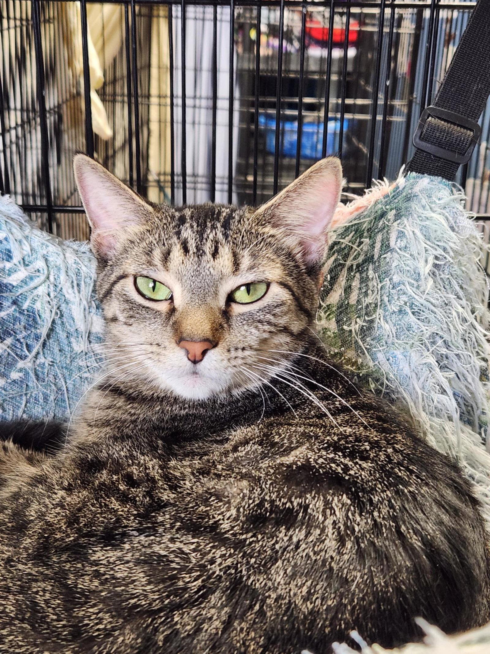 Meryl (Bonded w/Pierce)