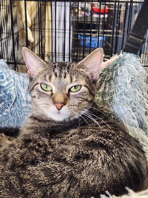 Meryl (Bonded w/Pierce), an adoptable Domestic Short Hair in Detroit Lakes, MN