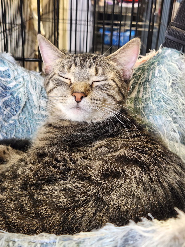 Meryl (Bonded w/Pierce)