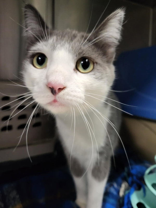Emmett (Bonded w/Furby)