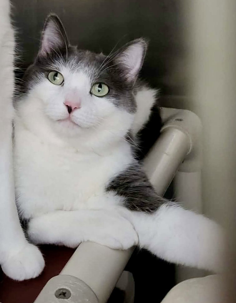 Emmett (Bonded w/Furby)