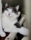 Emmett (Bonded w/Furby)