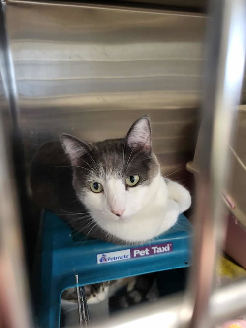 picture of the cat needing adoption