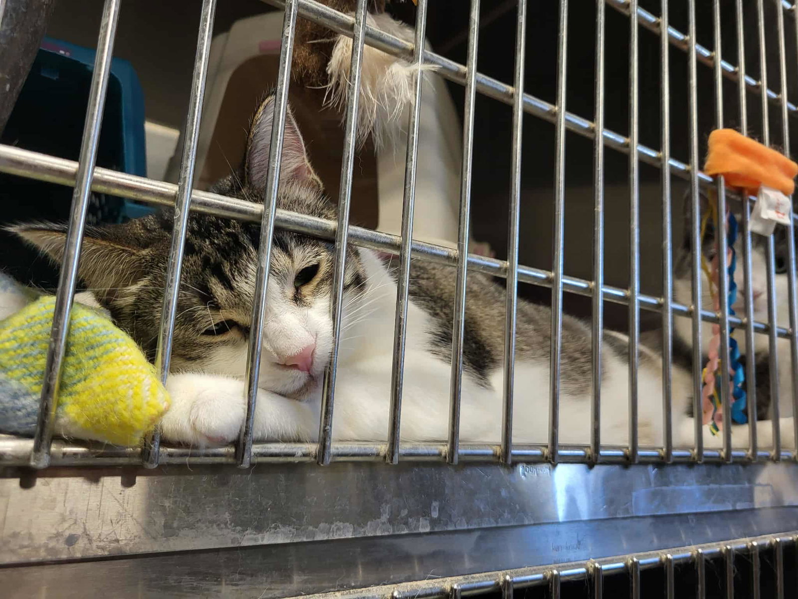 Furby & Emmett (Bonded pair)