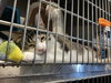 Furby & Emmett (Bonded pair)