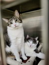 Furby & Emmett (Bonded pair)