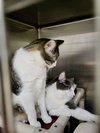 Furby & Emmett (Bonded pair)